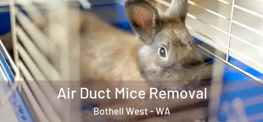  Air Duct Mice Removal Bothell West - WA